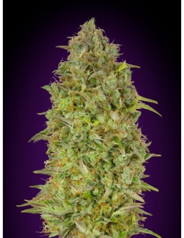 3 UND FEM - SKUNK 47  ADVANCED SEEDS 3 UND FEM