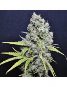 5 UND FEM - SKUNK HAZE * CBD CREW SEEDS 5 UND FEMINIZADAS