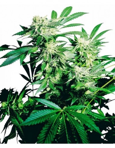 3 UND FEM - SKUNK KUSH ®  SENSI SEEDS 3 UND FEMINIZADAS