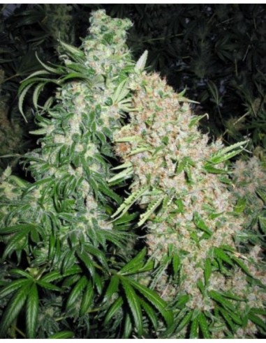 4 UND FEM - SKUNK SPECIAL 