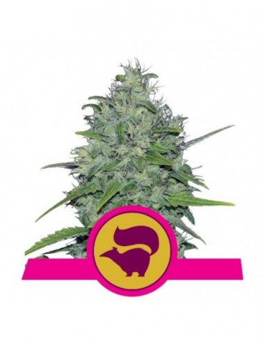 3 UND FEM - SKUNK XL 