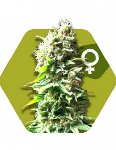 5 UND FEM - SKUNK 