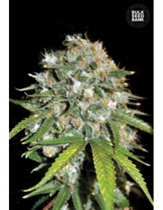 10 UND FEM - SKUNK99 