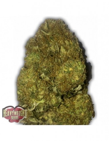 5 UND FEM - SKUNKY MONKEY AUTO 