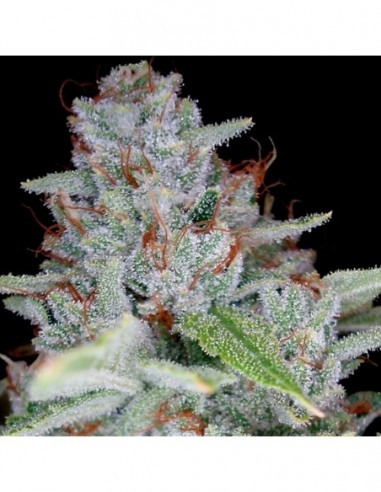 3 UND FEM - SKYWALKER KUSH  DNA GENETICS RESERVA PRIVADA 3 UND FEMINIZADAS