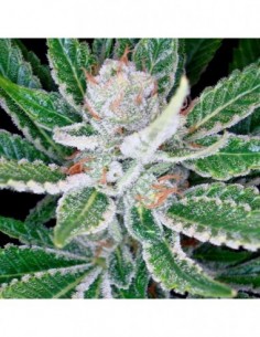 6 UND FEM - SLEESTACK * DNA GENETICS 6 UND FEMINIZADAS