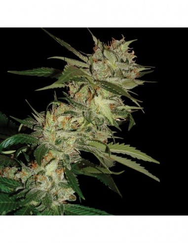 6 UND REG - SLEESTACK X SKUNK  DNA GENETICS REGULAR 6 UND REG