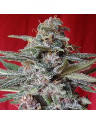 5 UND FEM - SNOW MOON * ACE SEEDS 5 UND FEMINIZADAS