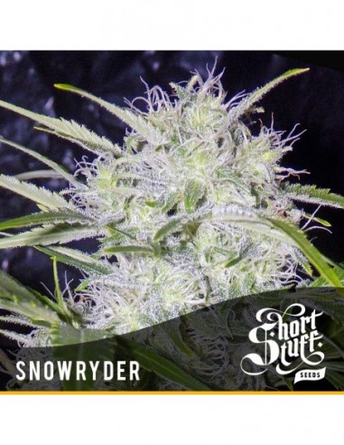 5 UND FEM - SNOWRYDER * SHORT STUFF SEEDS FEM 5 UND