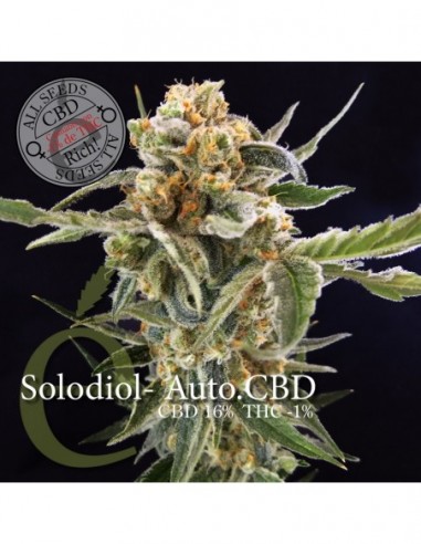 50 UND FEM - SOLODIOL AUTOFLORECIENTE CBD 