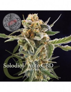 7 UND FEM - SOLODIOL AUTOFLORECIENTE CBD