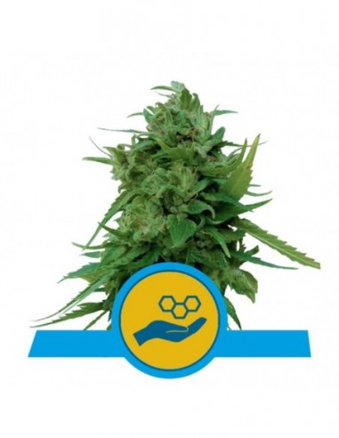 10 UND FEM - SOLOMATIC CBD 