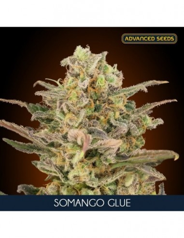 3 UND FEM - SOMANGO GLUE 