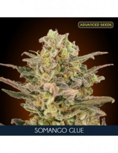 10 UND FEM - SOMANGO GLUE   ADVANCED SEEDS 10 UND FEM