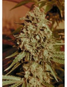 10 UND FEM - SOMANGO WIDOW * ADVANCED SEEDS 10 UND FEM