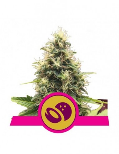 10 UND FEM - SOMANGO XL 