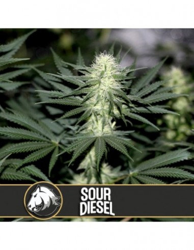 6 UND FEM - SOUR DIESEL 