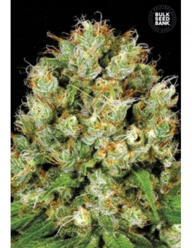 5 UND FEM - SOUR DIESEL 