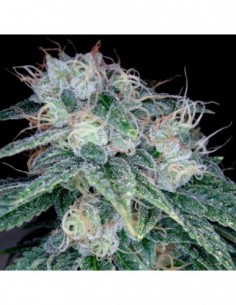 6 UND FEM - SOUR DIESEL  DNA GENETICS RESERVA PRIVADA 6 UND FEMINIZADAS