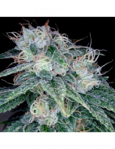 6 UND FEM - SOUR DIESEL  DNA GENETICS RESERVA PRIVADA 6 UND FEMINIZADAS