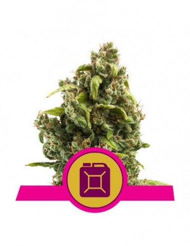 3 UND FEM - SOUR DIESEL 