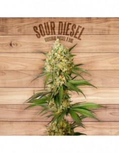 10 UND FEM - SOUR DIESEL 