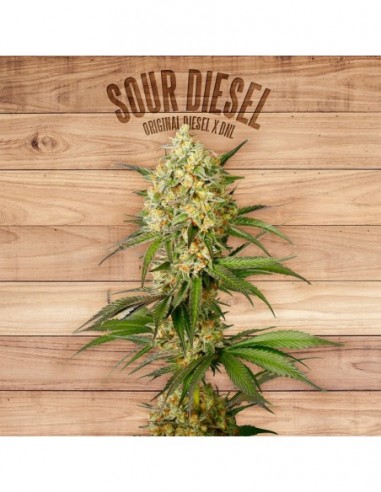 10 UND FEM - SOUR DIESEL 