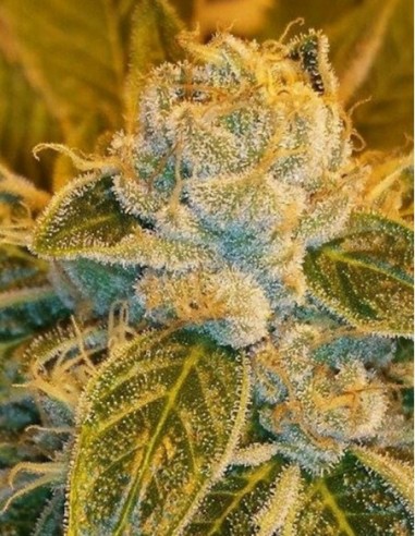 1 UND FEM - SOUR RIPPER 