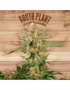 3 UND FEM - SOUTH PLANT 