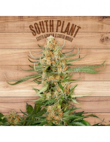 5 UND FEM - SOUTH PLANT 