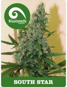 5 UND FEM - SOUTH STAR 