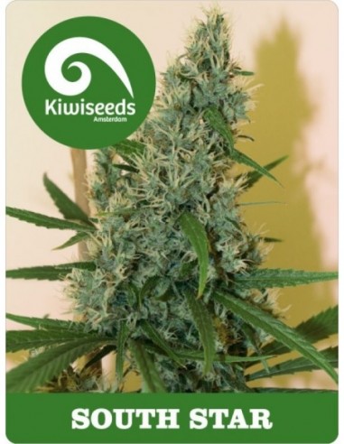 5 UND FEM - SOUTH STAR 