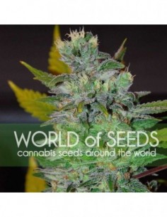 12 UND FEM - SPACE (LEGEND COLLECTION) 