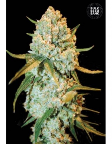 100 UND FEM - SPECIAL CRYSTAL HAZE 
