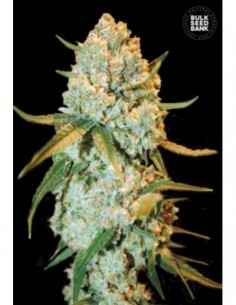 5 UND FEM - SPECIAL CRYSTAL HAZE 
