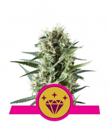 1 UND FEM - SPECIAL KUSH  1 