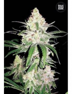 10 UND FEM - SPECIAL LIME HAZE 