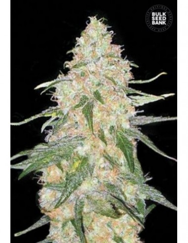 10 UND FEM - SPECIAL SKUNK 
