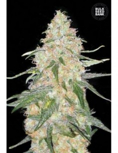 100 UND FEM - SPECIAL SKUNK 