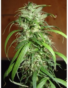 5 UND FEM - SPR HAZE 