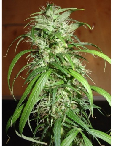 5 UND FEM - SPR HAZE 