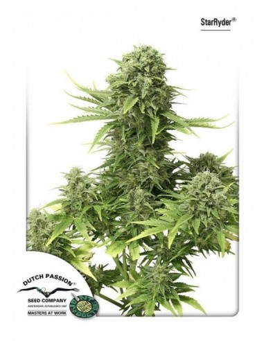 7 UND FEM - STAR RYDER (AUTOFLORECIENTES) * DUTCH PASSION 7 UND FEMINIZADAS