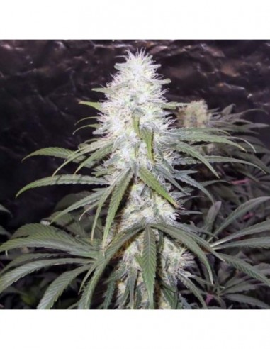 5 UND FEM - STERLING HAZE 