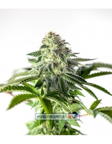 5 UND FEM - STICKY DREAM EXPRESS 