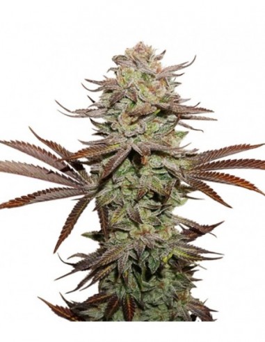 5 UND FEM - STICKY FINGERS AUTO 