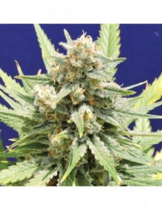 10 UND FEM - STINKIN' BISHOP 