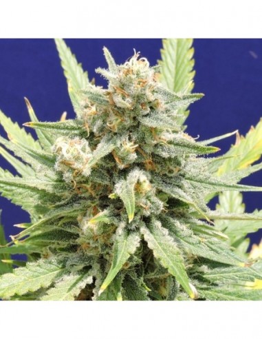 1 UND FEM - STINKIN' BISHOP 