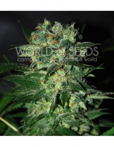 12 UND FEM - STONED INMACULATE (DIAMOND COLLECTION) 