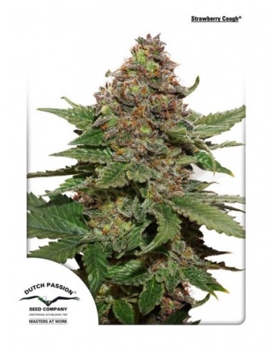 5 UND FEM - STRAWBERRY COUGH ® 