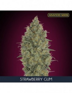 10 UND FEM - STRAWBERRY GUM * ADVANCED SEEDS 10 UND FEM